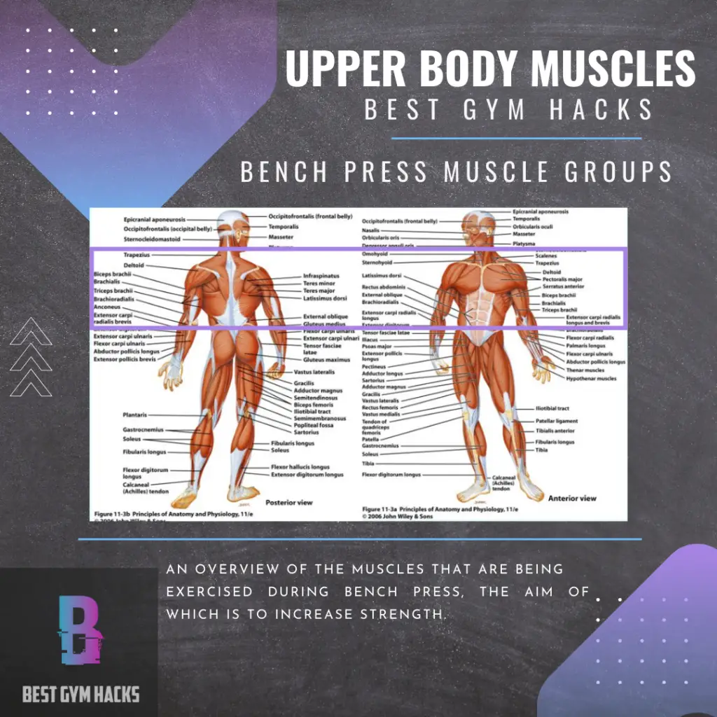 Best Gym Hacks - Upper Body Muscles used in the Bench Press 