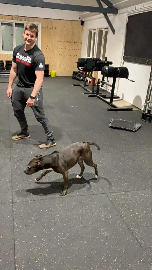 Using sniffer dogs in CrossFit Gyms?